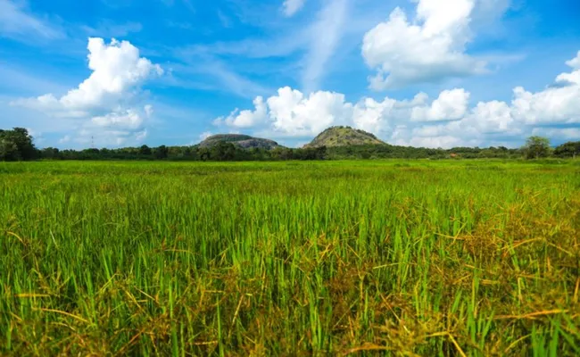 Sri Lanka Kültür Turu