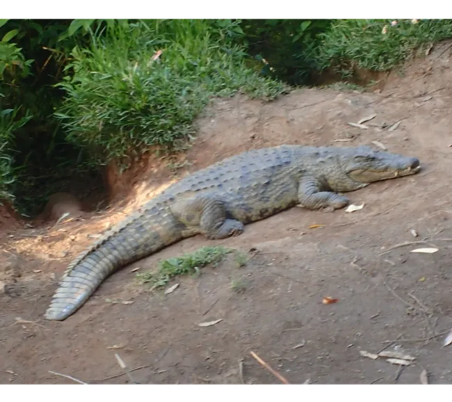Madagaskar Dalış Turu