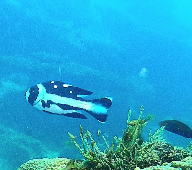 Madagaskar Dalış Turu