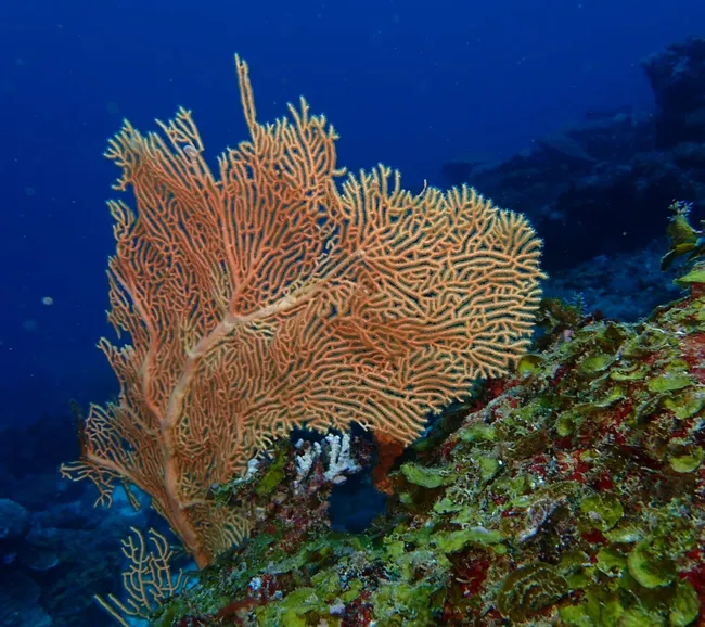 Madagaskar Dalış Turu