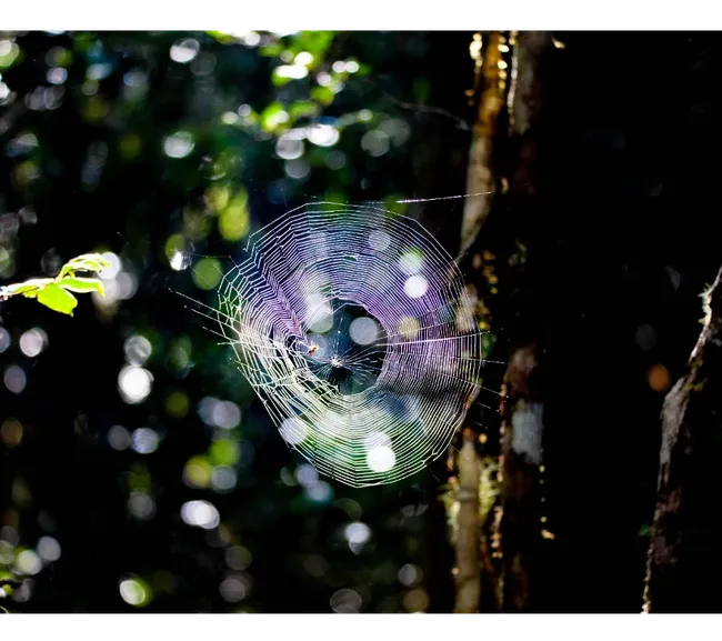 Madagaskar Dalış Turu