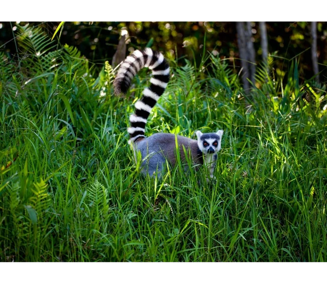 Madagaskar Dalış Turu 2027 - Fotoğraf 3