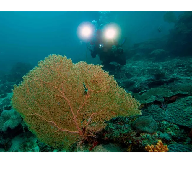 Madagaskar Dalış Turu