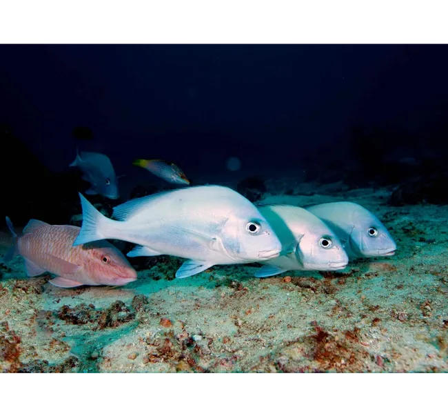 Madagaskar Dalış Turu