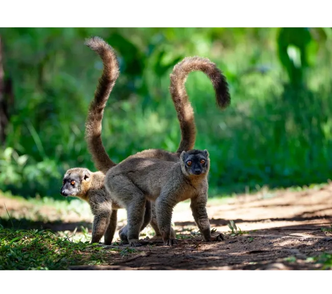 Madagaskar Dalış Turu