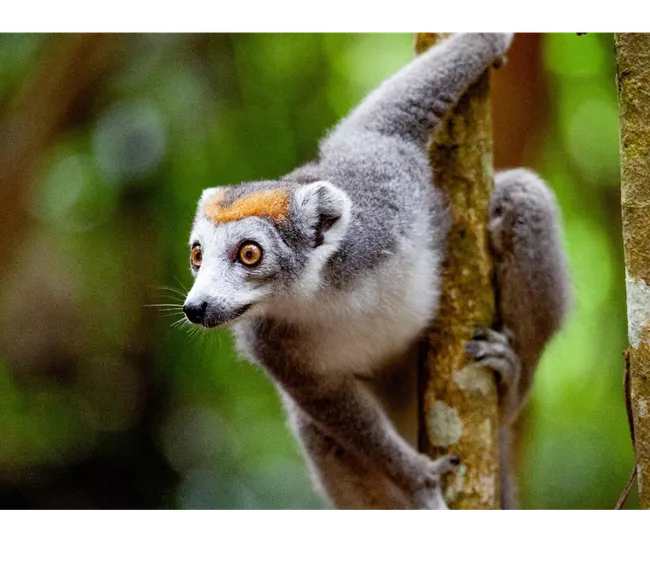 Madagaskar Dalış Turu