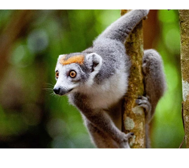 Madagaskar Dalış Turu 2027 - Fotoğraf 2