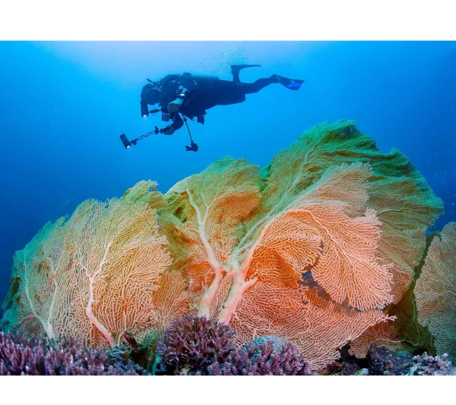 Madagaskar Dalış Turu