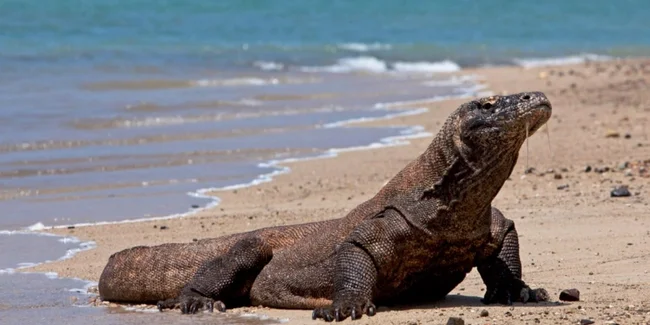 Komodo