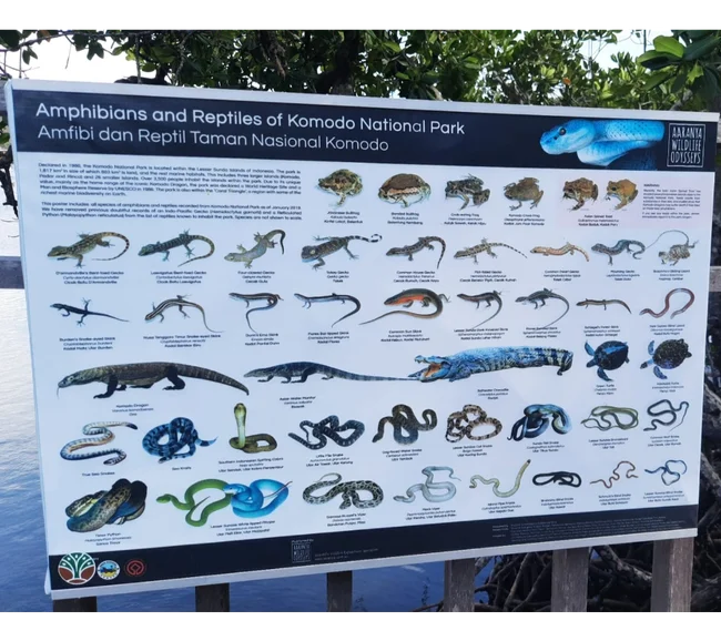 SCUBA-BAY Komodo Dalış Turu | Eylül 2026 - Fotoğraf 13