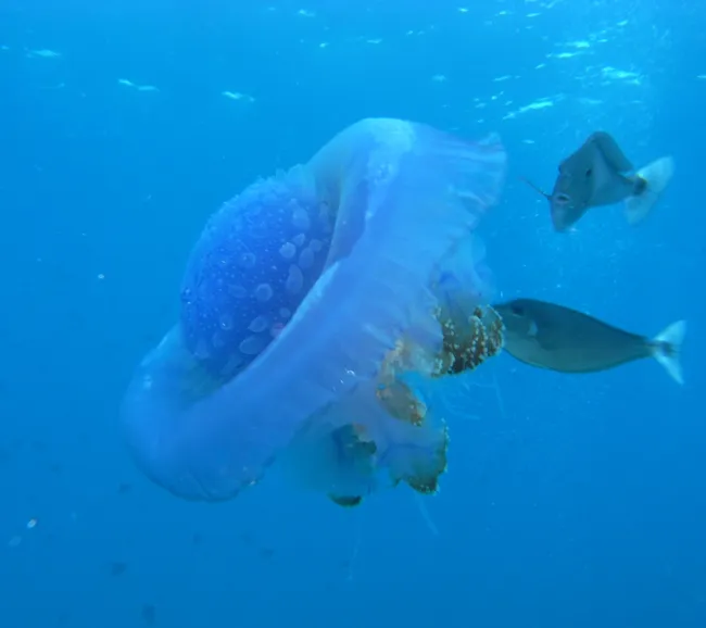 Maldivler Dalış Turu 2027