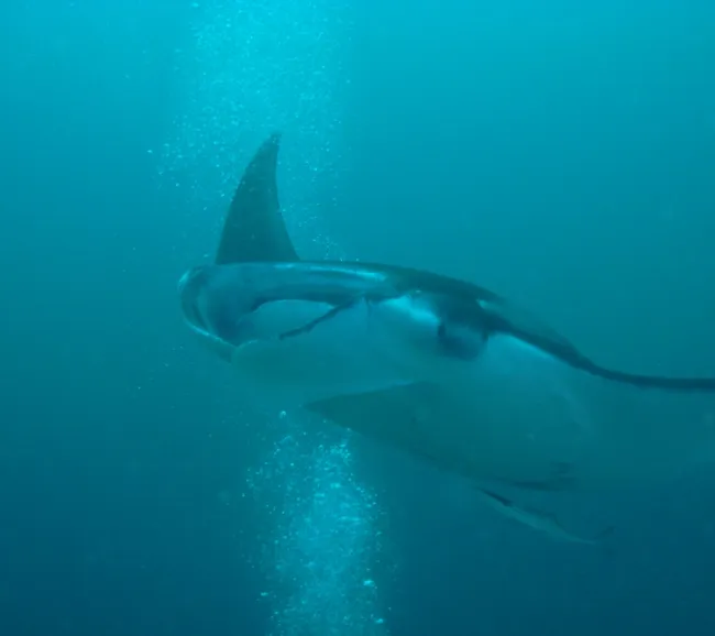 Maldivler Dalış Turu 2027