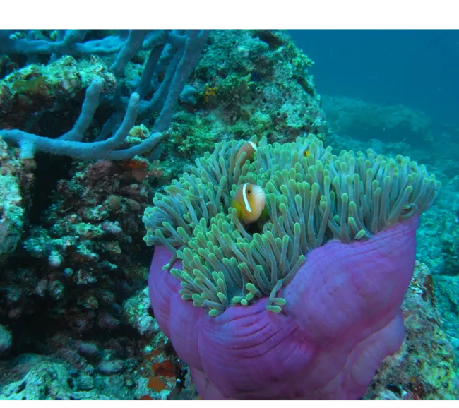 Maldivler Dalış Turu 2027