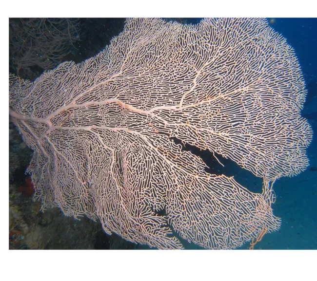 Maldivler Dalış Turu 2027