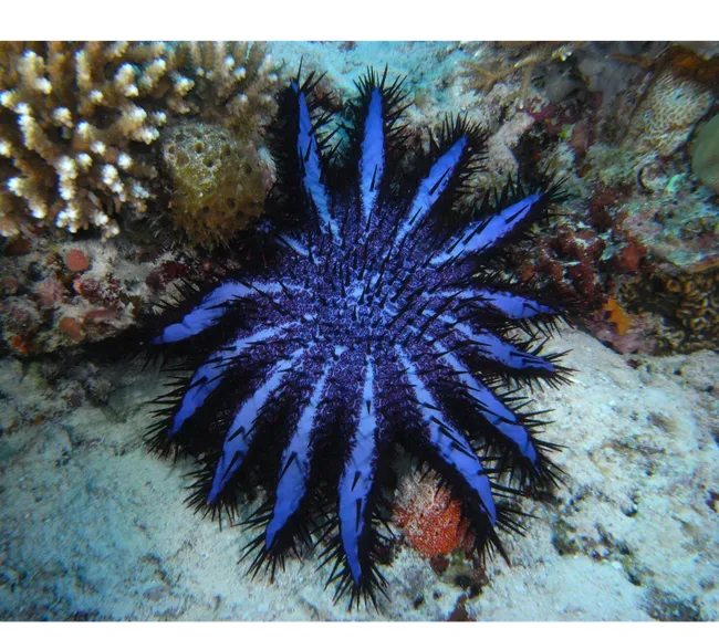 Maldivler Dalış Turu 2027