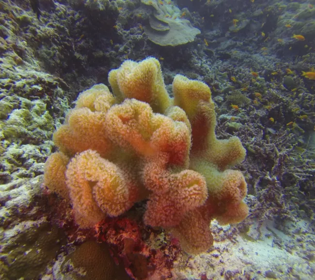 Maldivler Dalış Turu 2027