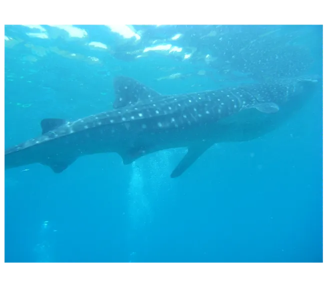 Maldivler Dalış Turu 2027