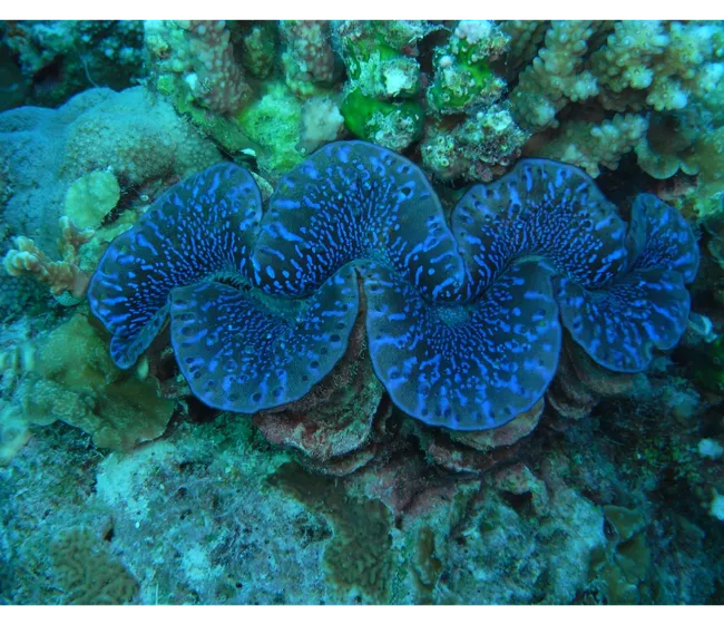 Maldivler Dalış Turu 2027