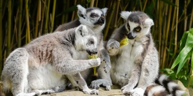 Madagaskar