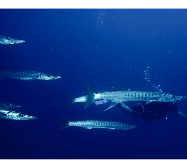 Pemba Adası Dalış Turu