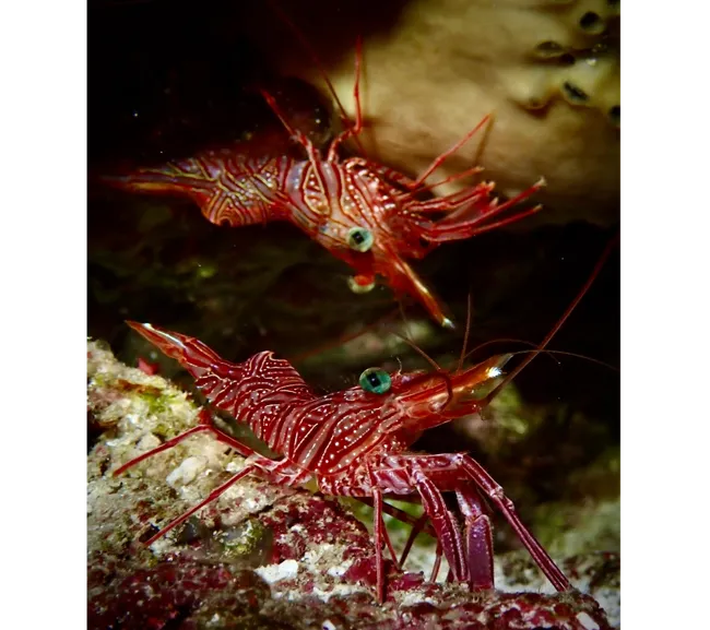 Pemba Adası Dalış Turu