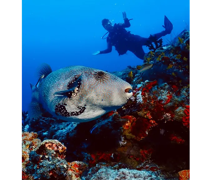 Pemba Adası Dalış Turu
