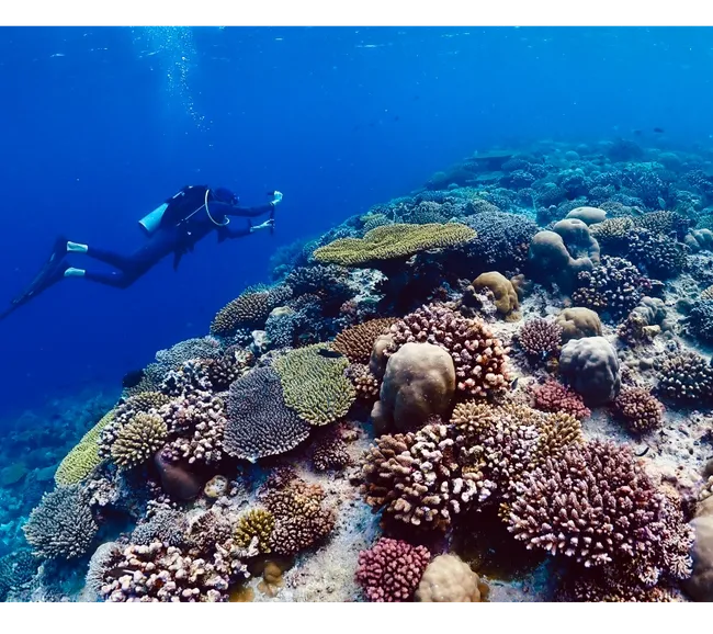 Pemba Adası Dalış Turu