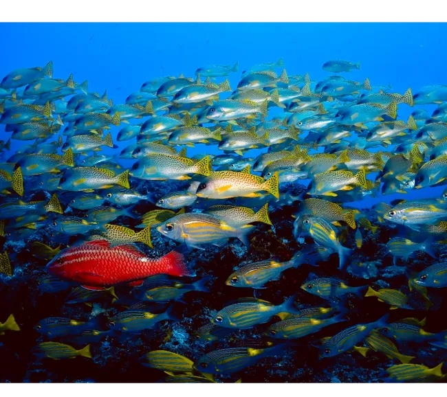 Pemba Adası Dalış Turu