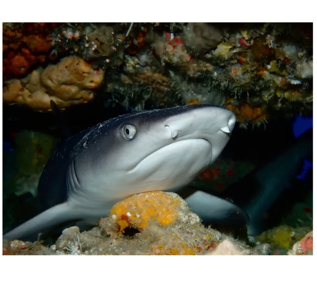 Pemba Adası Dalış Turu