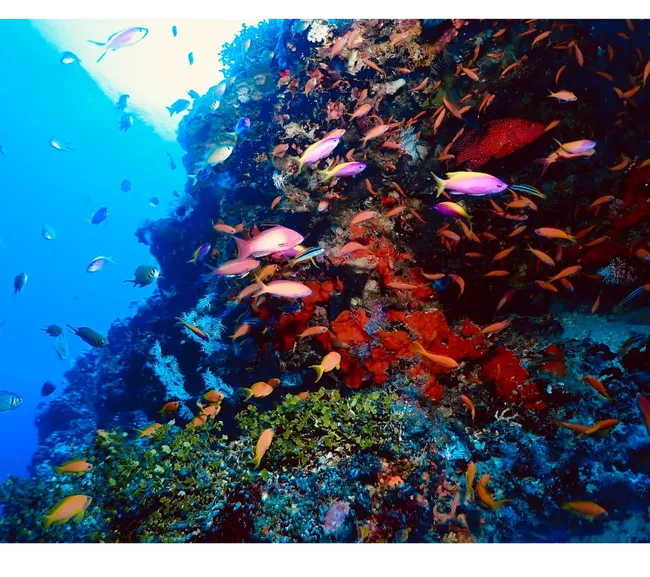 Pemba Adası Dalış Turu
