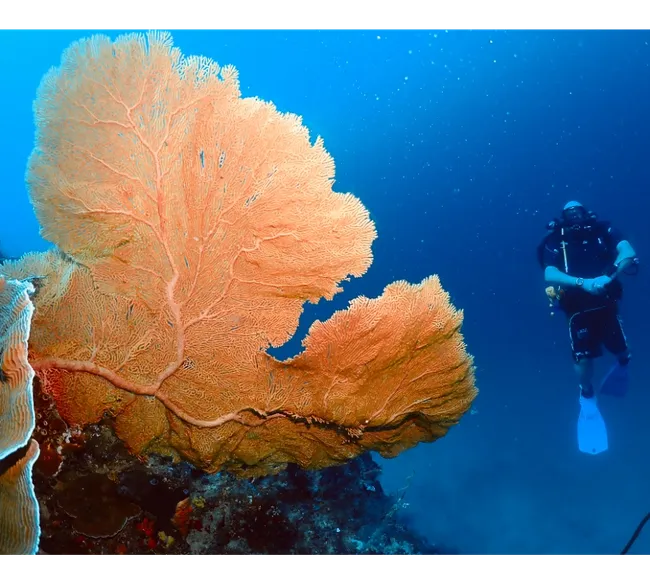 Pemba Adası Dalış Turu
