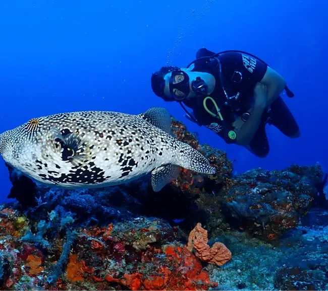 Pemba Adası Dalış Turu