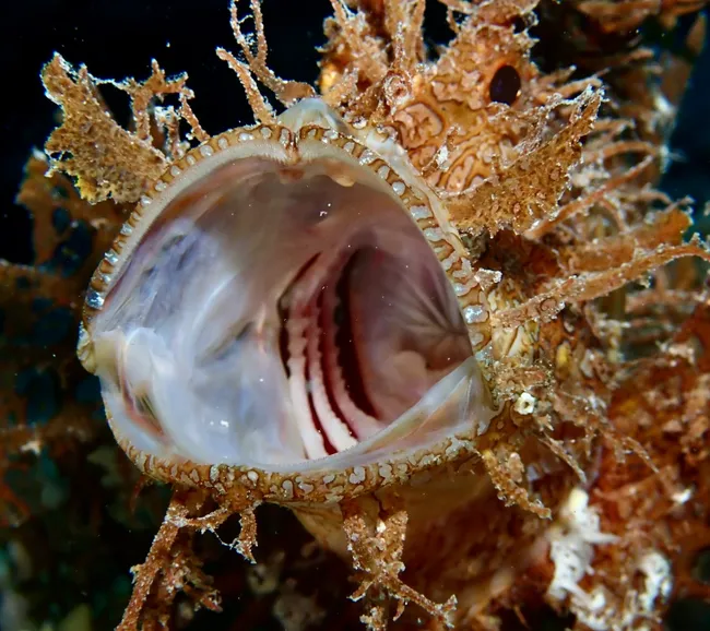 Pemba Adası Dalış Turu