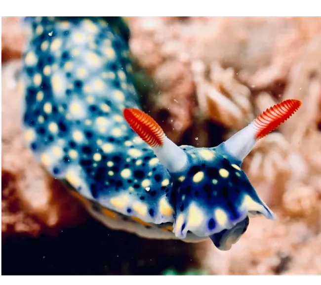 Pemba Adası Dalış Turu