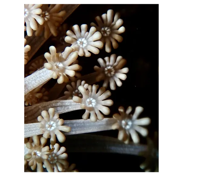 Pemba Adası Dalış Turu