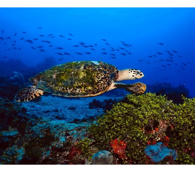 Pemba Adası Dalış Turu