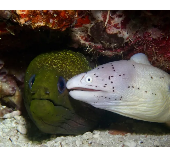 Pemba Adası Dalış Turu