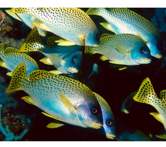 Pemba Adası Dalış Turu