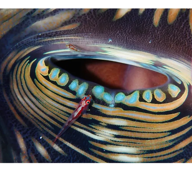 Pemba Adası Dalış Turu