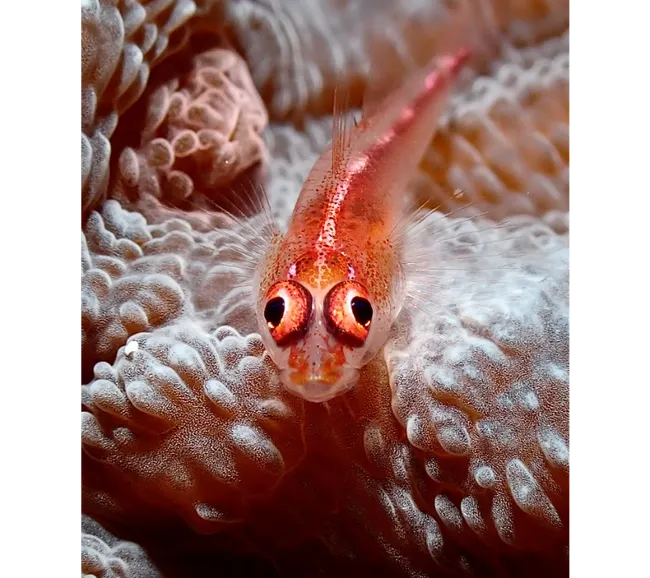 Pemba Adası Dalış Turu