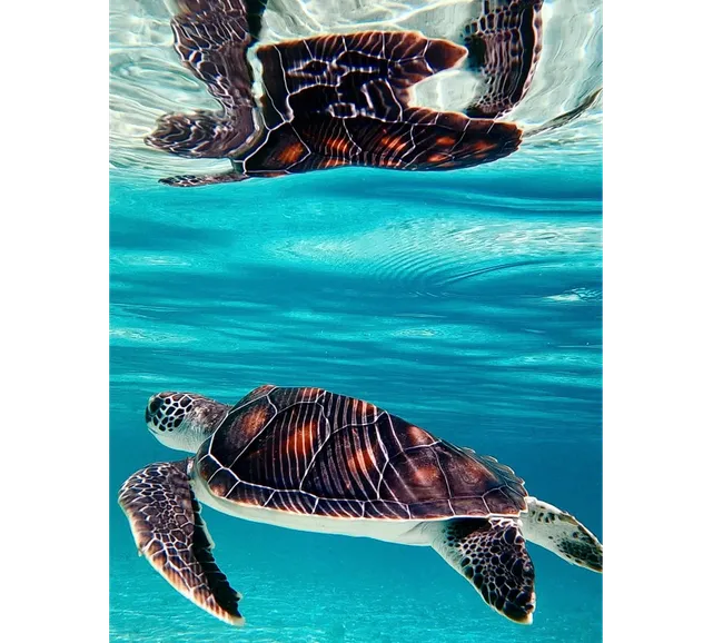 Pemba Adası Dalış Turu