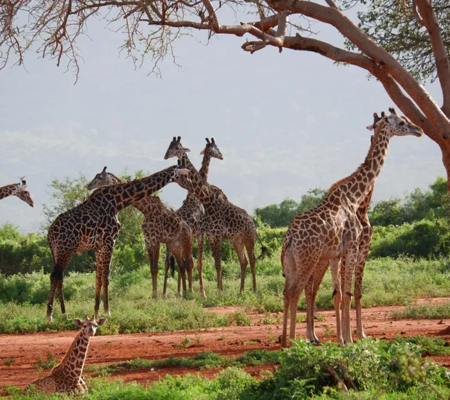 Kenya Dalış & Safari Turu
