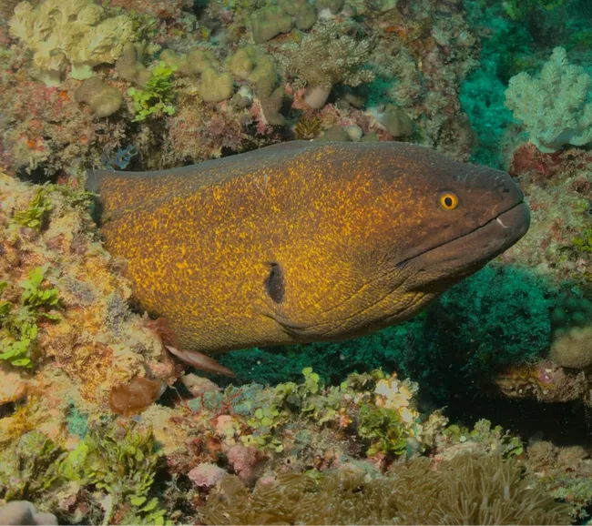 Kenya Dalış & Safari Turu