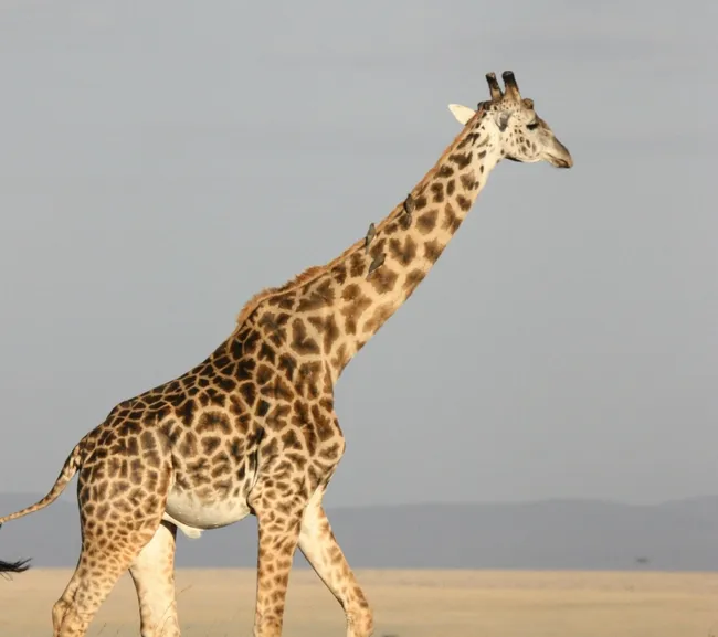 Kenya Dalış & Safari Turu