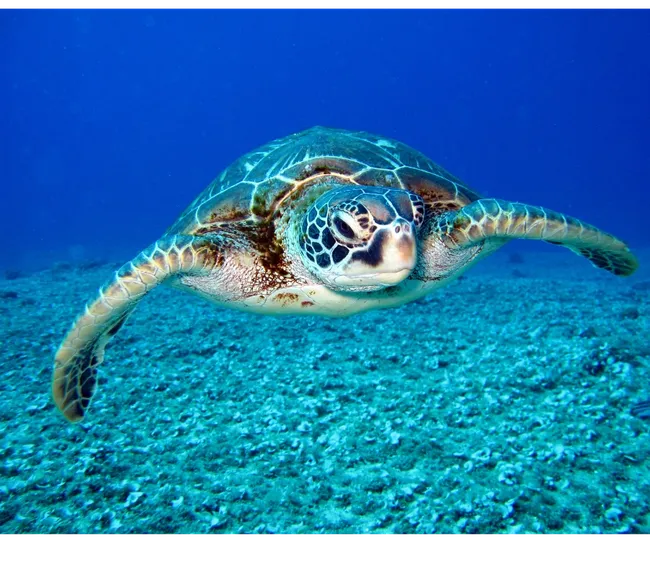 DAYMANIYAT ADASI DALIŞ TURU