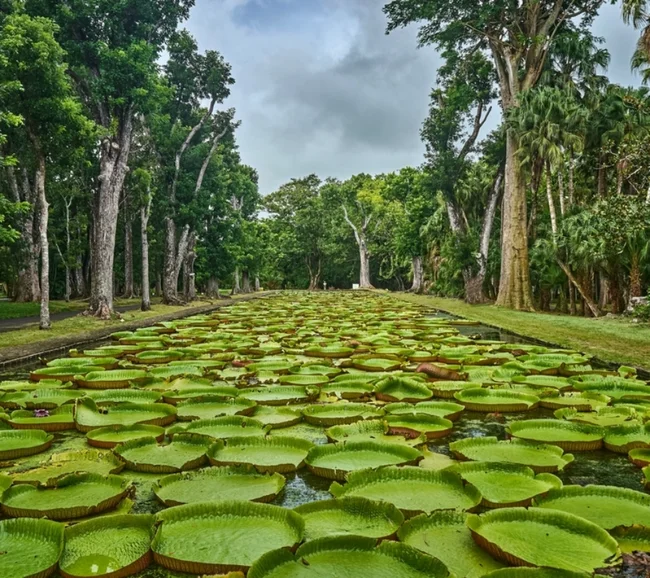 Mauritius Dalış ve Kültür Turu - Fotoğraf 7