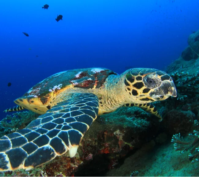 Coiba/Panama Dalış ve Kültür Turu - Fotoğraf 6