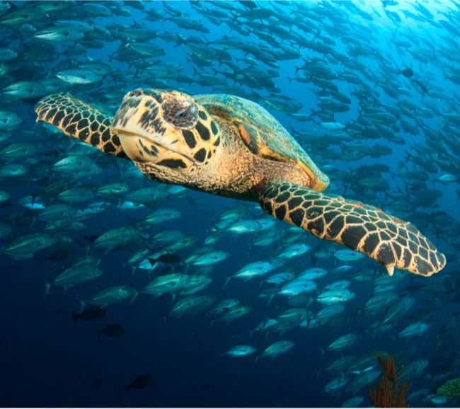 Sipadan / Malezya Dalış Turu - Fotoğraf 2