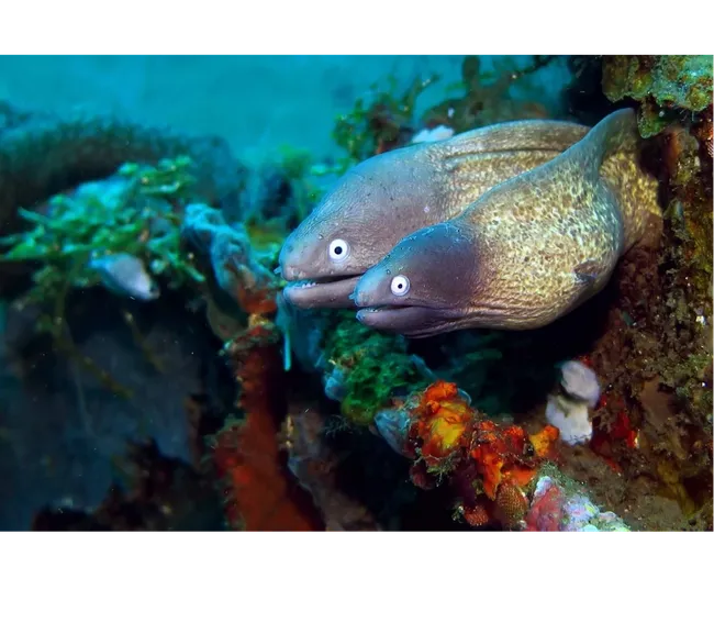 NEGROS FİLİPİNLER DALIŞ TURU 2