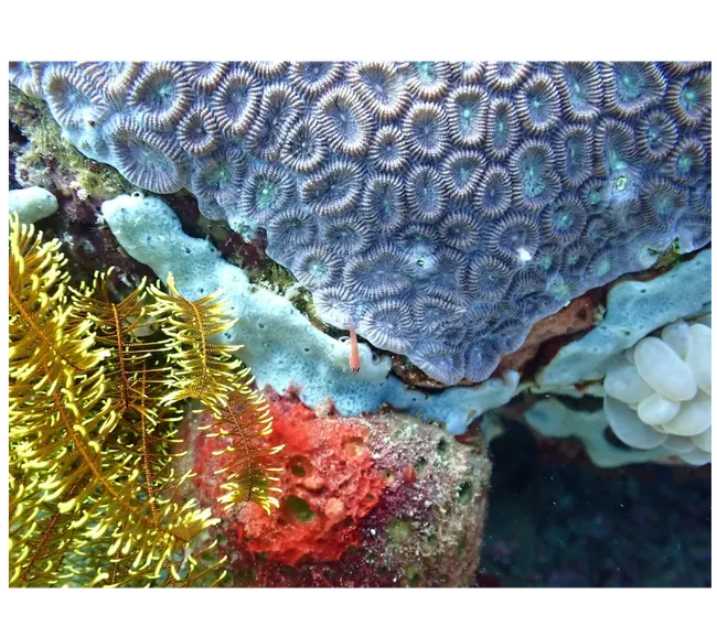 NEGROS FİLİPİNLER DALIŞ TURU 2